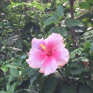 Meet your Posher, Elma